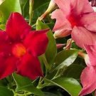 4 seeds Adenium Obesum Seeds Desert Rose - 2 Colors Available
