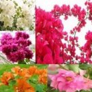 10 seeds Mixed Bougainvillea Seeds Perennial White Dark Red Red Orange Pink Flowers