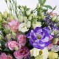 100 seeds Eustoma Bonsai Seeds Mixed Colors Bonsai Perennial Flowering Plants