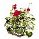 100 seeds  Geranium Seeds Variegated Red Flowers with Colorful Leaves