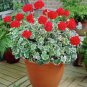 100 seeds Geranium Seeds Variegated Red Flowers with Colorful Leaves