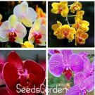 100 seeds Mixed 4 Colors Orchid Seeds Yellowish Pink & Yellow Red & Dark Red & Purple Tiger