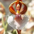 100 seeds Unique Black Cymbidium Faberi Flower Bonsai