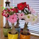 100 seeds Desert Rose Bonsai Ornamental Plants Balcony Bonsai Potted Flowers