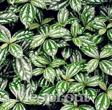 50 seeds High Temperature Resistant Plants Pilea Notata Bonsai Tree Potted