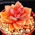 10 seeds Crassula Capitella Thyrsiflora Red Pagoda Succulent Cactus Bonsai