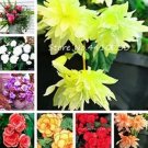 100 seeds Begonia Bonsai Seeds Mixed Red White Orange Purple Orange Yellow ect 8 Colors