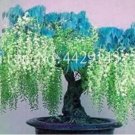 10 seeds Wisteria Flower Seeds Light Green Color