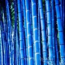 50 seeds Rare Purple Timor Bambusa Black Bamboo Plant bonsais