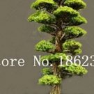 20 seeds Evergreen Cedar Tree Seeds