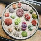100 seeds Beauty Mixed Mini Lithops Bonsai Plants Cactus Bonsai Plants