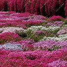 200 seeds Rainbow Creeping Thyme Plants Blue Rock CRESS Plants