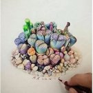 100  seeds Beauty Mixed Mini Lithops Bonsai Plants Cactus Bonsai Plants
