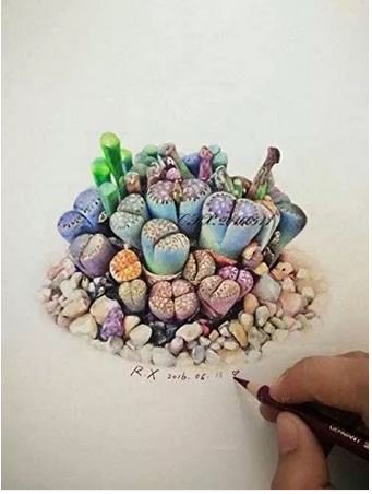 100  seeds Beauty Mixed Mini Lithops Bonsai Plants Cactus Bonsai Plants