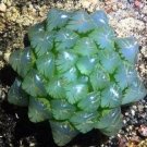 50 seeds Fresh Real Haworthia cooperi Baker Plant semillas Sementes C1-25