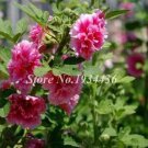 200 seeds Miniature Hollyhock Flower Bonsai Plant DIY Home Garden