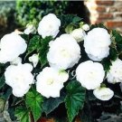 50 seeds New  Bonsai Mixed Rieger Begonias Beautiful Bonsai Multi-Flap Flowers