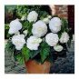 50 seeds New Bonsai Mixed Rieger Begonias Beautiful Bonsai Multi-Flap Flowers