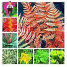 100 seeds Japanese Rare Creeper Boston Fern Plant Vines Climbing Plants