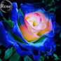 150 seeds Blue Rose Fragrant Gardens Flowering Plants Strong, Blue Dragon Rose