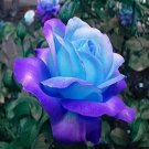 100 seeds Midenight Rose Seeds Light Purple Light Blue Double Flowers