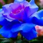 100 seeds Midenight Rose Seeds Light Purple Light Blue Double Flowers