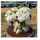 1 seeds White Desert Rose Bonsai Ornamental Plant Balcony Bonsa