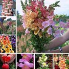 100  seeds Mixed Antirrhinum Snapdragon Jardin Fragrant Dwarf Flower