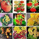 200 seeds Bonsai Calceolaria Dicentra Spectabilis Rare Flower Home