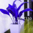 100 seeds Coloful Hosta Plants Perennials Lily Flower Full Shade Hosta Flower