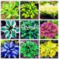 100 seeds Coloful Hosta Plants Perennials Lily Flower Full Shade Hosta Flower