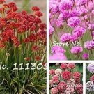 50 seeds Armeria Maritima Bonsai Thrift, Mix Colors