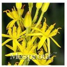 100 seeds Mixed Angels Yellow Asphodel Bonsai,Yellow Asphodel Beautiful