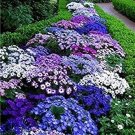500 seeds Creeping Thyme Bonsai or Blue Rock CRESS Plant