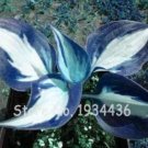 200 seeds Beautiful Hosta Fragrant Plantain Lily Bonsai Perennial Flower