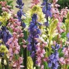 100 seeds Spanish Bluebells Mixture Wood Hyacinth Mix Hyacinthoides Hispanica