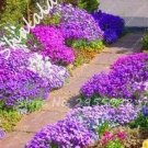 200 seeds Bonsai Rock Cress Flower Climbing Plant Creeping Thyme Flores