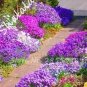 200 seeds Bonsai Rock Cress Flower Climbing Plant Creeping Thyme Flores