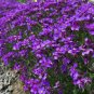 200 seeds Bonsai Rock Cress Flower Climbing Plant Creeping Thyme Flores