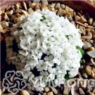 100 seeds Rare Androsace Bonsai Garden Plants do Flower for Home Garden