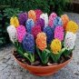 1 seeds Color Mixing Hyacinth Easy Grow, Bonsai Plant for Home Garden