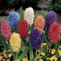 1 seeds Color Mixing Hyacinth Easy Grow, Bonsai Plant for Home Garden