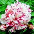 10 seeds Paeonia Lactiflora Bonsai Heirloom Tree Peony