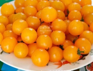 100 seeds Cherry Tomato Mini Golden Round Fruit Seeds