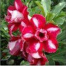 2 seeds Mixed 2 Kind of Adenium Desert Rose Seeds professional pack