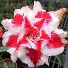 2 seeds Adenium Whitish Red Petal Flower Seeds