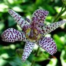 50 seeds TRICYRTIS Japanese Toad Lily Flower Seeds