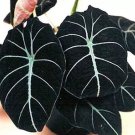 20 seeds alocasia Elephant Ear Seeds Taro 'Black Velvet'