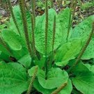 100 seeds Organic Broadleaf Plantain Seeds Plantago Major Non-Hybrid