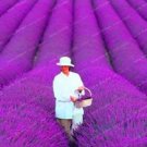 100 seeds French Provence Lavender Bonsai Purple Flower Seeds